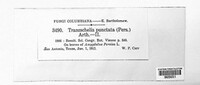 Tranzschelia pruni-spinosae image